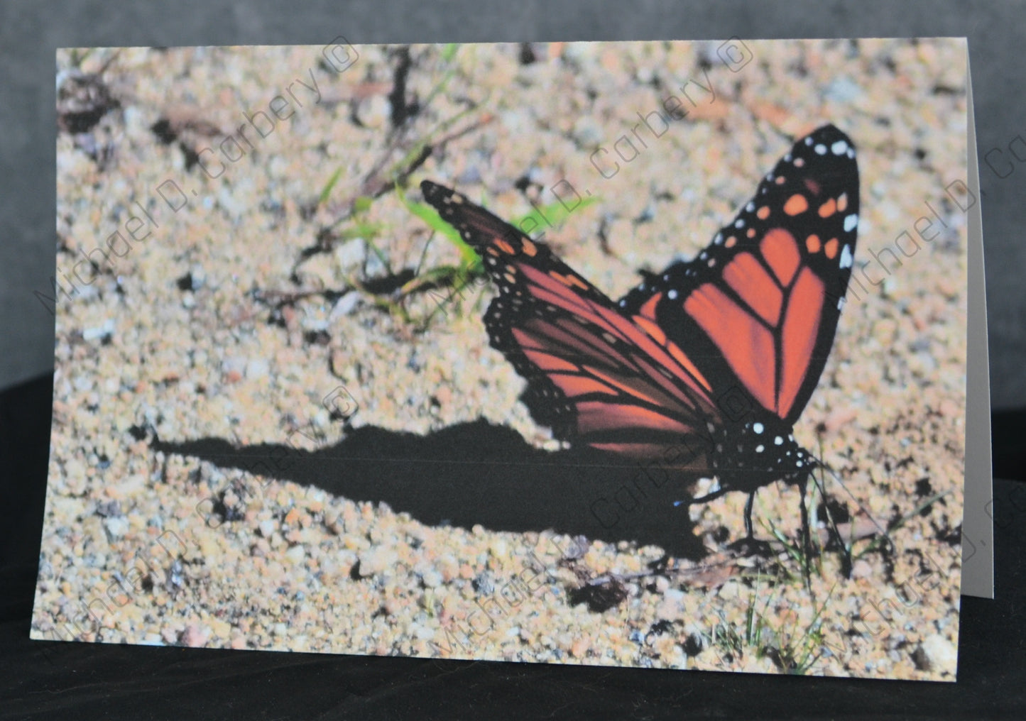 Monarch Butterfly Photograph Greeting Card