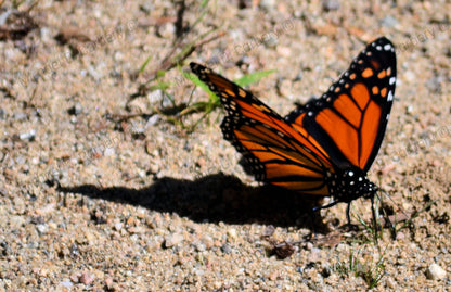 Monarch Butterfly Photograph Greeting Card